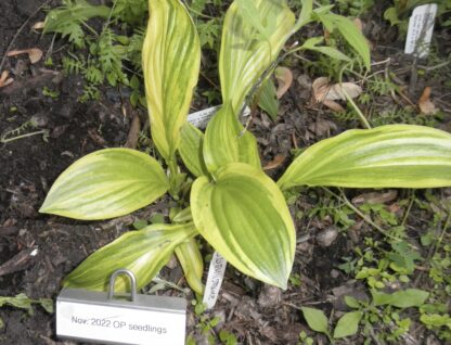 O.P. seedling Javelin (E)