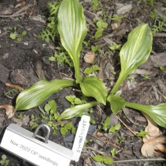 O.P. seedling. Javelin Hosta (F)