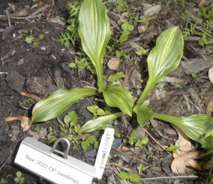O.P. seedling. Javelin Hosta (F)