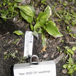 O.P. seedling. Javelin (G)