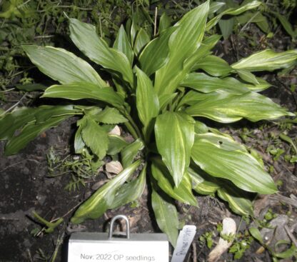 O.P. seedling. Javelin (H)
