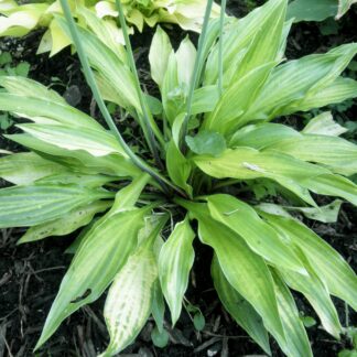 O.P. seedling. Little Jill (G)