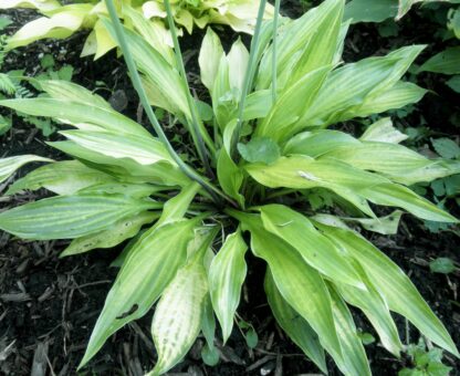 O.P. seedling. Little Jill (G)