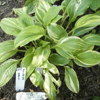 O.P. seedling. Pin Stripe Sister (A)
