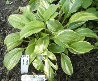 O.P. seedling. Pin Stripe Sister (A)