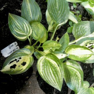 O.P. seedling. Pin Stripe Sister (S)