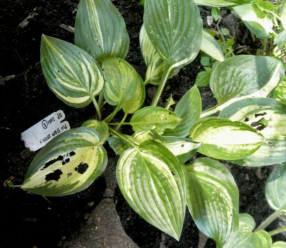 O.P. seedling. Pin Stripe Sister (S)