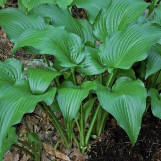 The Shire Hosta
