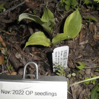O.P. seedling. Vivacious (A)