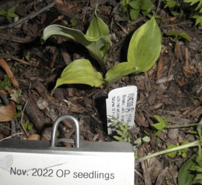 O.P. seedling. Vivacious (A)