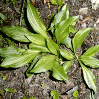 O.P. seedling. Xanadu Virgin Mary (J)