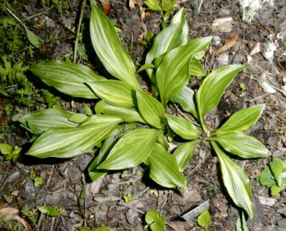 O.P. seedling. Xanadu Virgin Mary (J)