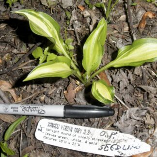 O.P. seedling. Xanadu Virgin Mary (K)