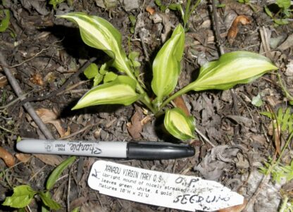 O.P. seedling. Xanadu Virgin Mary (K)