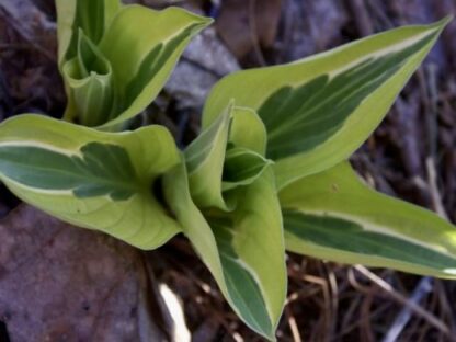 Going Crazy Hosta - Image 2