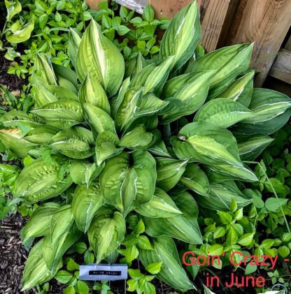 Going Crazy Hosta