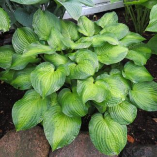 Midwest Magic Hosta