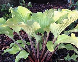 Phoenix Feathers Hosta