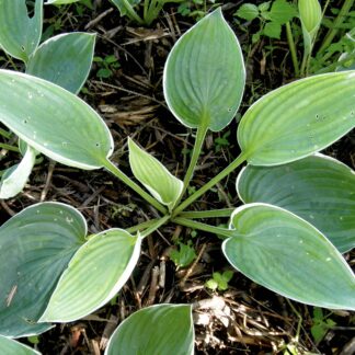 And You and I Hosta (Matures over 2 feet tall)