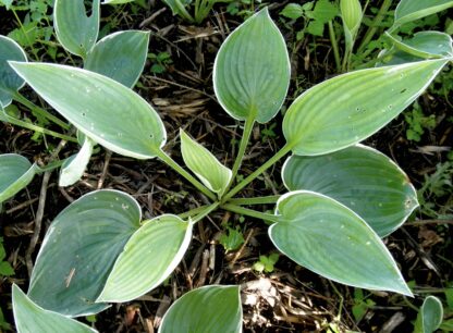And You and I Hosta (Matures over 2 feet tall)
