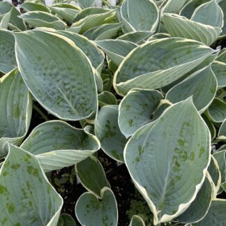 And You and I Hosta