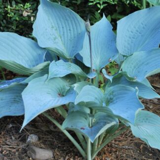 Aragorn Hosta