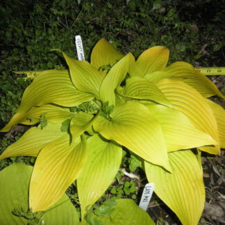 Banana Skins Hosta O.S.