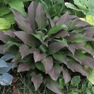 Bloodline Hosta
