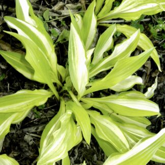 Cherry Tart Surprise Hosta O.S.