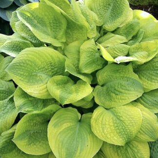 Country Confessions Hosta