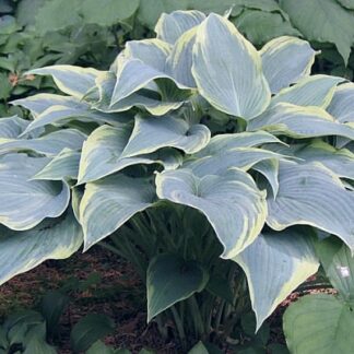 Country Warrior Hosta