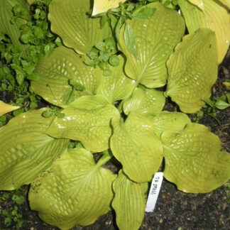 Exit, Stage Left Hosta O.S. (our 1st plant being sold)