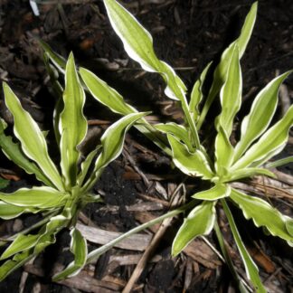 Fairy Garden Deluxe Hosta O.S.