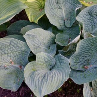 Flash Freeze Hosta