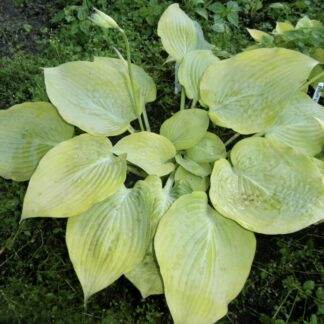Glittering Goldie Hosta O.S. (our 1st plant ever being sold)