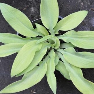 Going Bananas Hosta