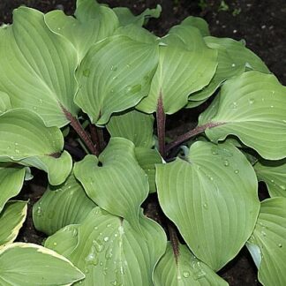 Harry van de Laar Hosta