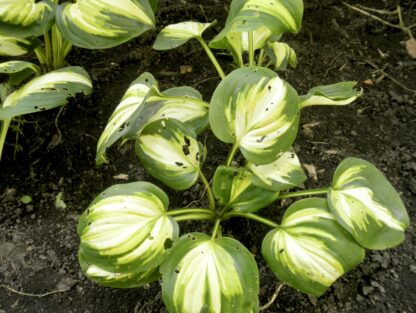Heatwave Harmony Hosta - Image 4