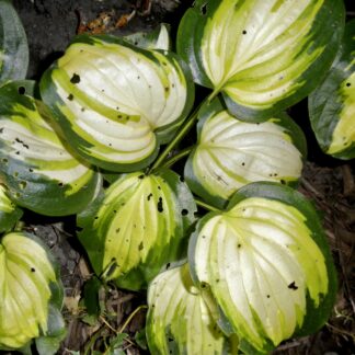 Heatwave Harmony Hosta