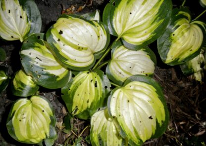 Heatwave Harmony Hosta