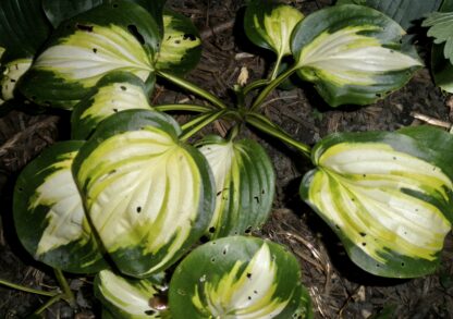 Heatwave Harmony Hosta - Image 3