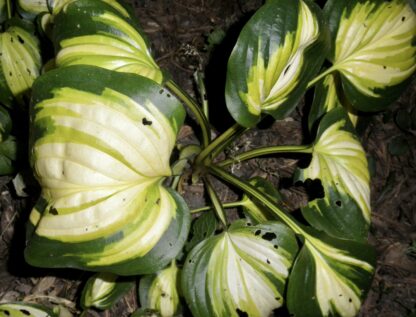 Heatwave Harmony Hosta - Image 2