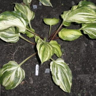 In Living Color Hosta O.S.