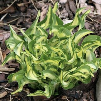 Little Caesar Hosta