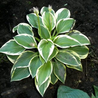 Little Luke Hosta O.S.