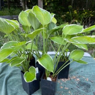 Manana Hosta