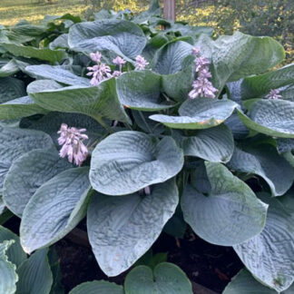 Smokey Mountain Blues Hosta
