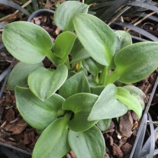 Spiny Mouse Hosta