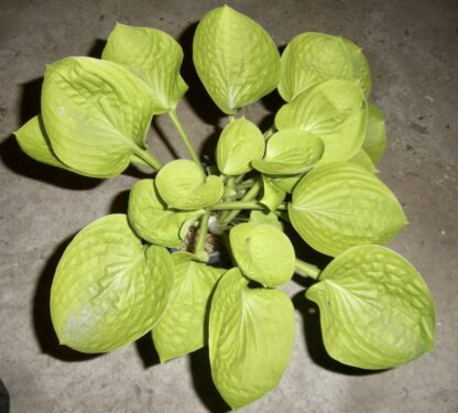 Tablespoon Hosta O.S. - Image 2