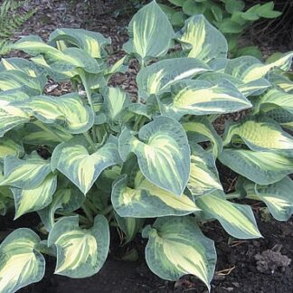 Tangerine Tango Hosta